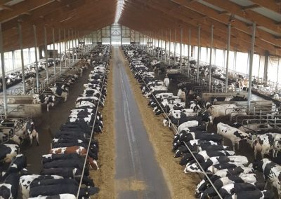 Agrikultur, Freiluftstall