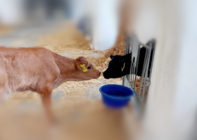 AgriKultur Kröpelin, Kälber