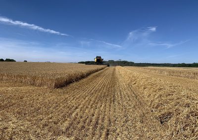AgriKultur, Weizenernte